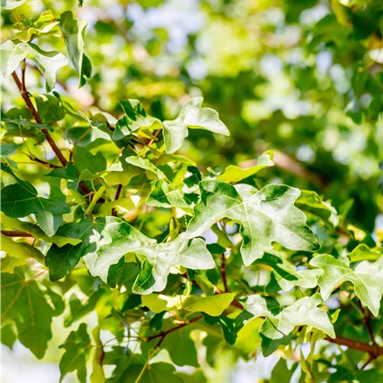 Acer campestre 'Elsrijk'