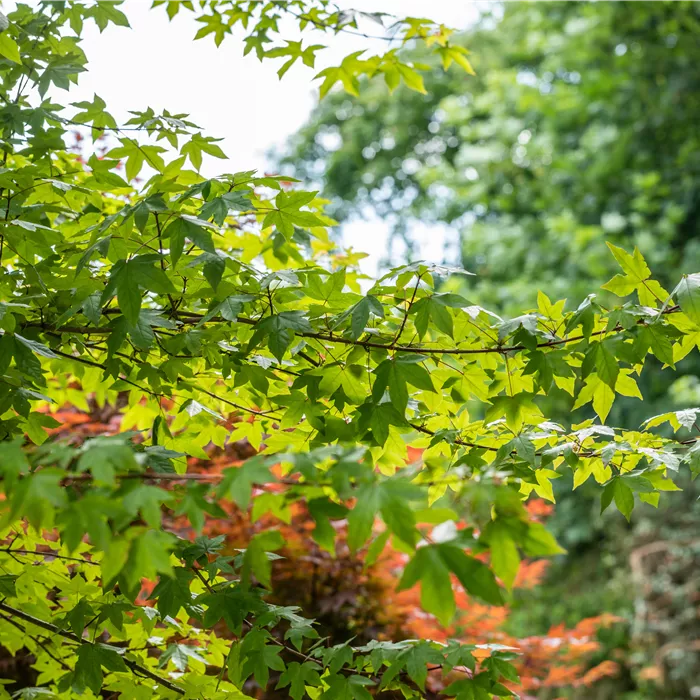 Acer zoeschense 'Annae' Acer zoeschense 'Annae'