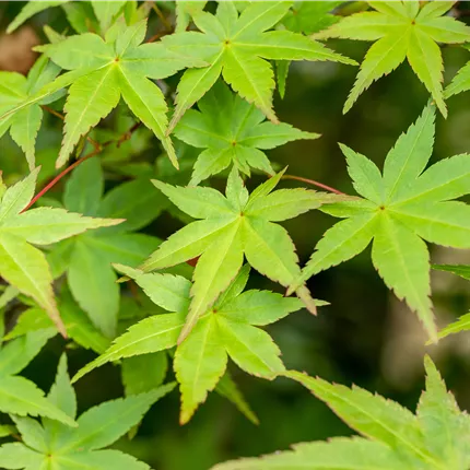 Acer palmatum 'Deshojo' Acer palmatum 'Deshojo'
