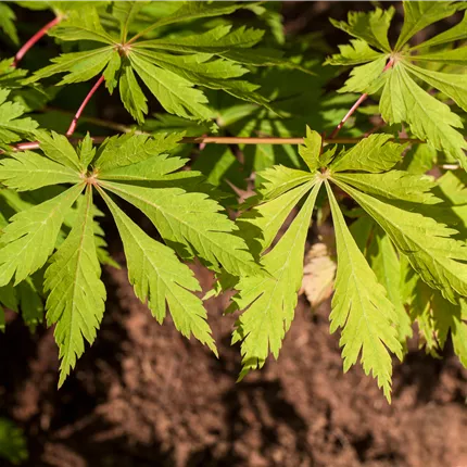 Acer japonicum 'Aconitifolium' Acer japonicum 'Aconitifolium'