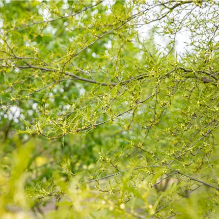 Alnus glutinosa 'Imperialis' Alnus glutinosa 'Imperialis'