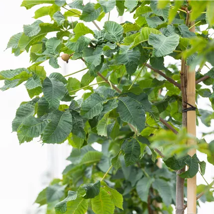 Aesculus carnea 'Briotii' Aesculus carnea 'Briotii'