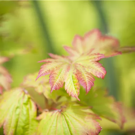 Acer japonicum 'Vitifolium' Acer japonicum 'Vitifolium'