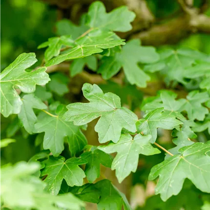 Acer campestre 'Nanum'