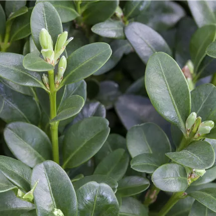 Buxus sempervirens 'Rotundifolia'