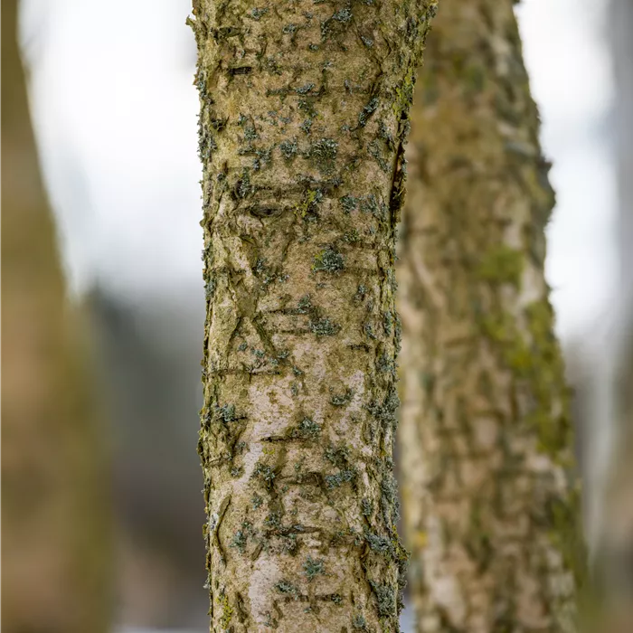Betula medwediewii Betula medwediewii
