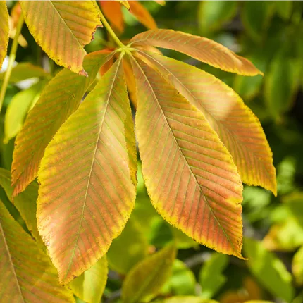Aesculus flava 'Vestita'