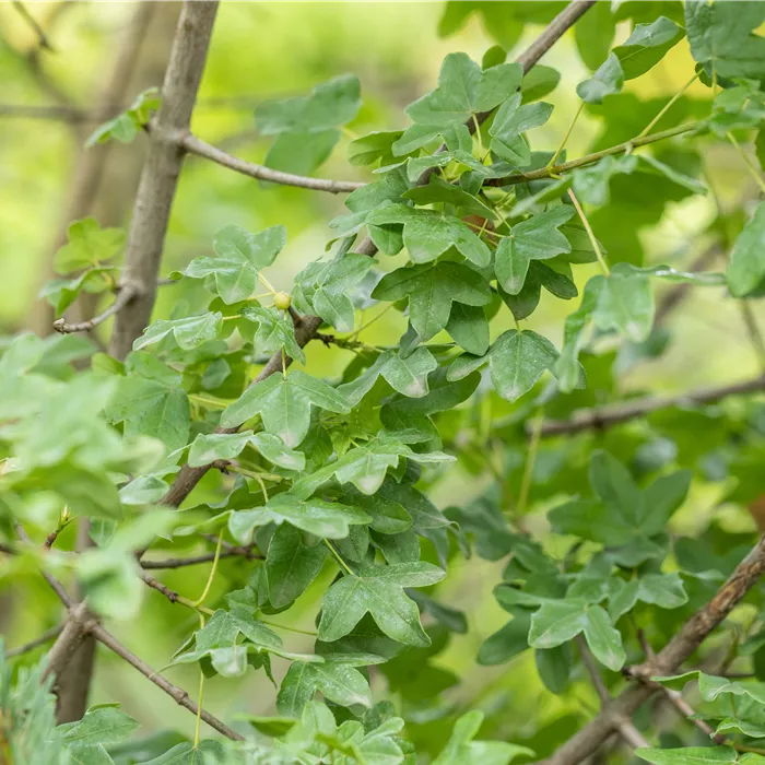 Acer monspessulanum Acer monspessulanum