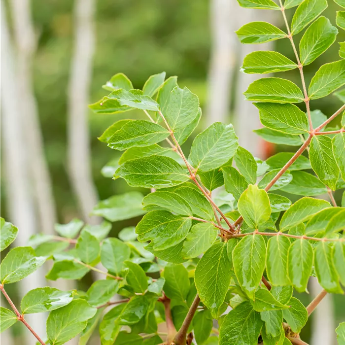 Aralia elata Aralia elata