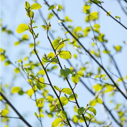 Alnus incana Alnus incana