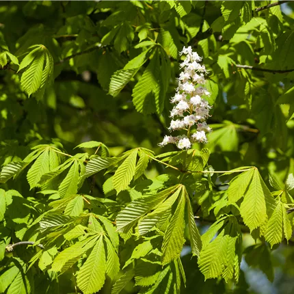 Aesculus hippocastanum 'Baumannii'