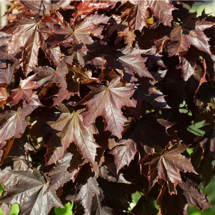 Acer platanoides 'Crimson King' Acer platanoides 'Crimson King'