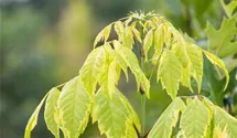 Acer negundo 'Aureo-variegatum'