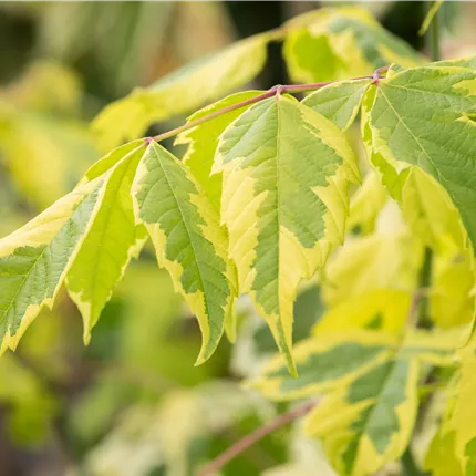 Acer negundo 'Aureo-variegatum' Acer negundo 'Aureo-variegatum'