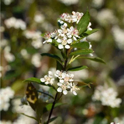 Aronia melanocarpa