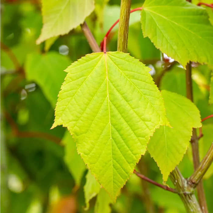 Acer capillipes Acer capillipes