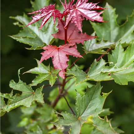 Acer platanoides 'Crimson Sentry' Acer platanoides 'Crimson Sentry'