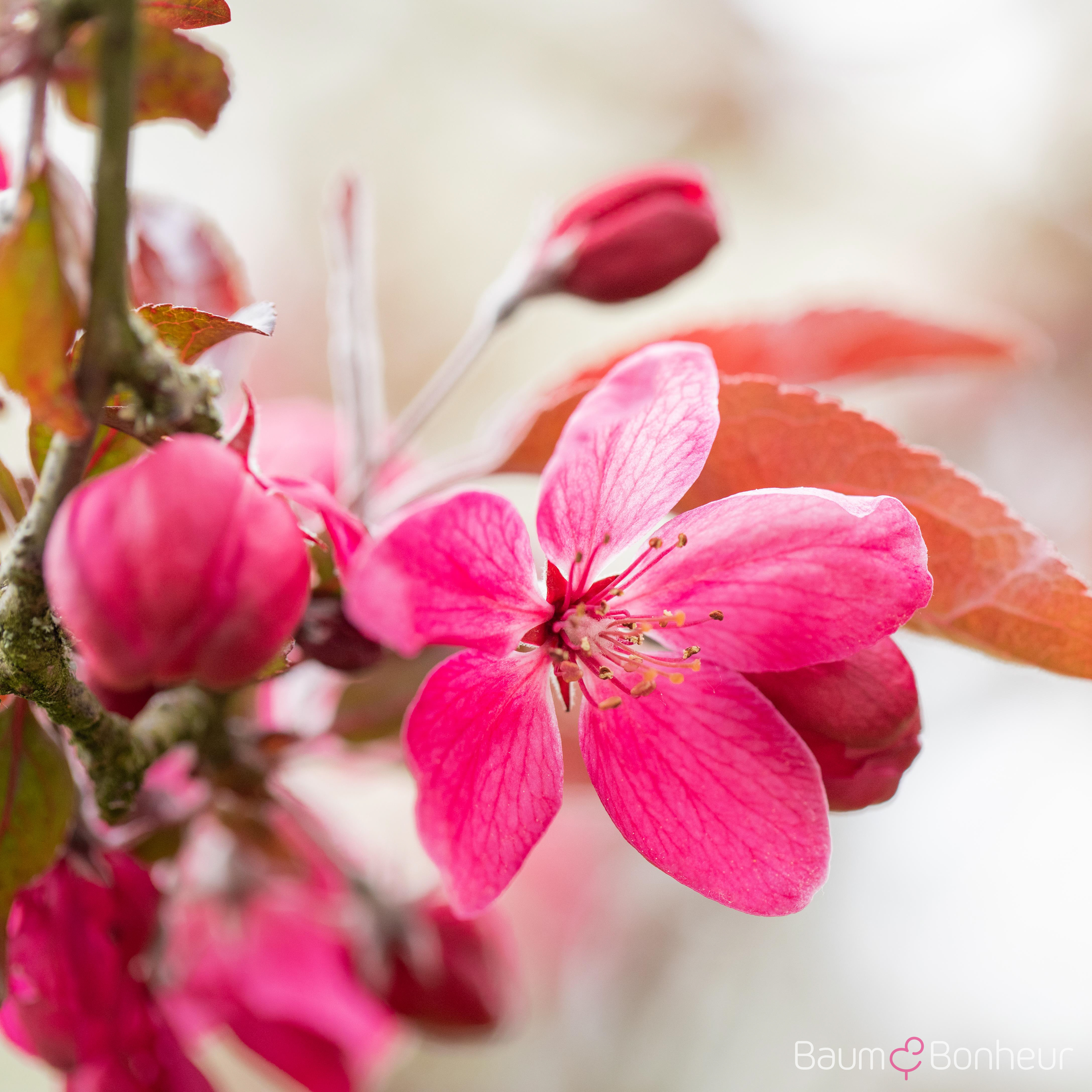 Malus 'Cardinal'