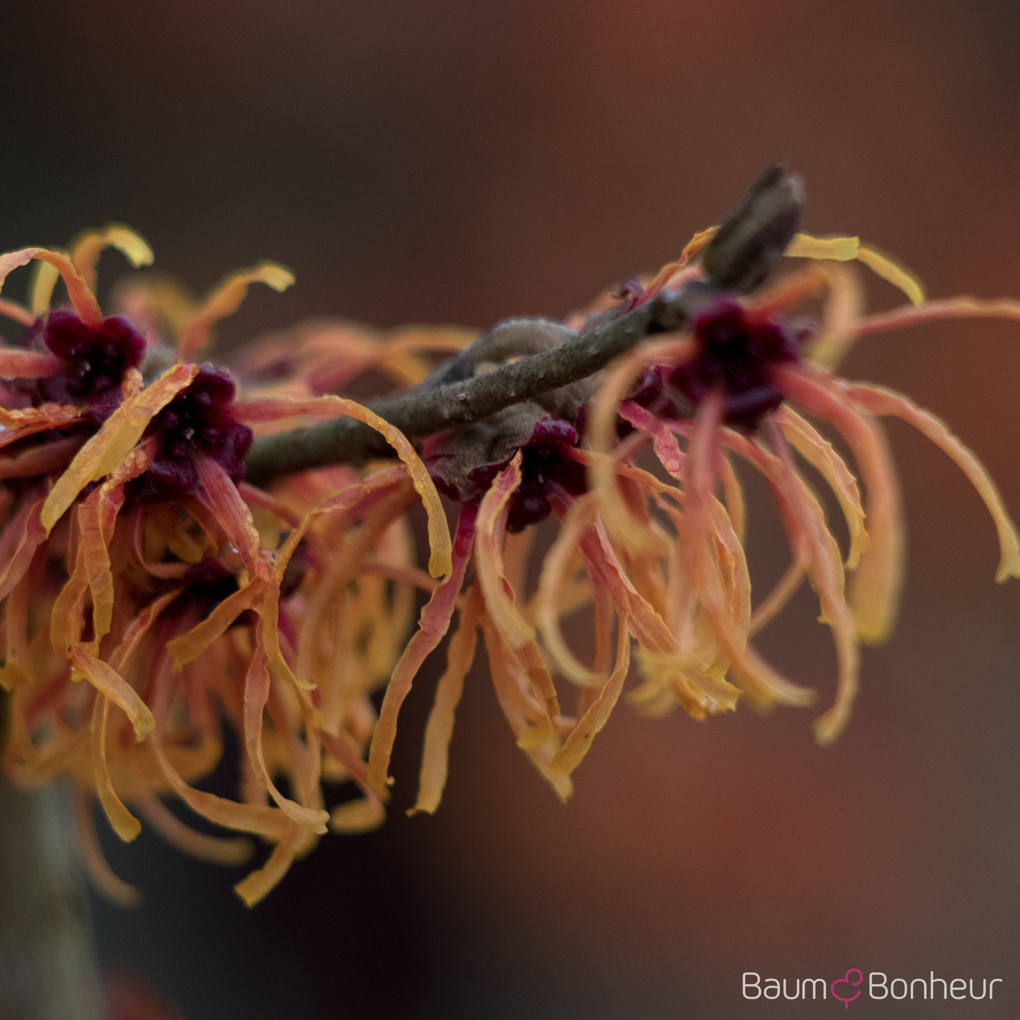 Hamamelis intermedia 'Jelena'