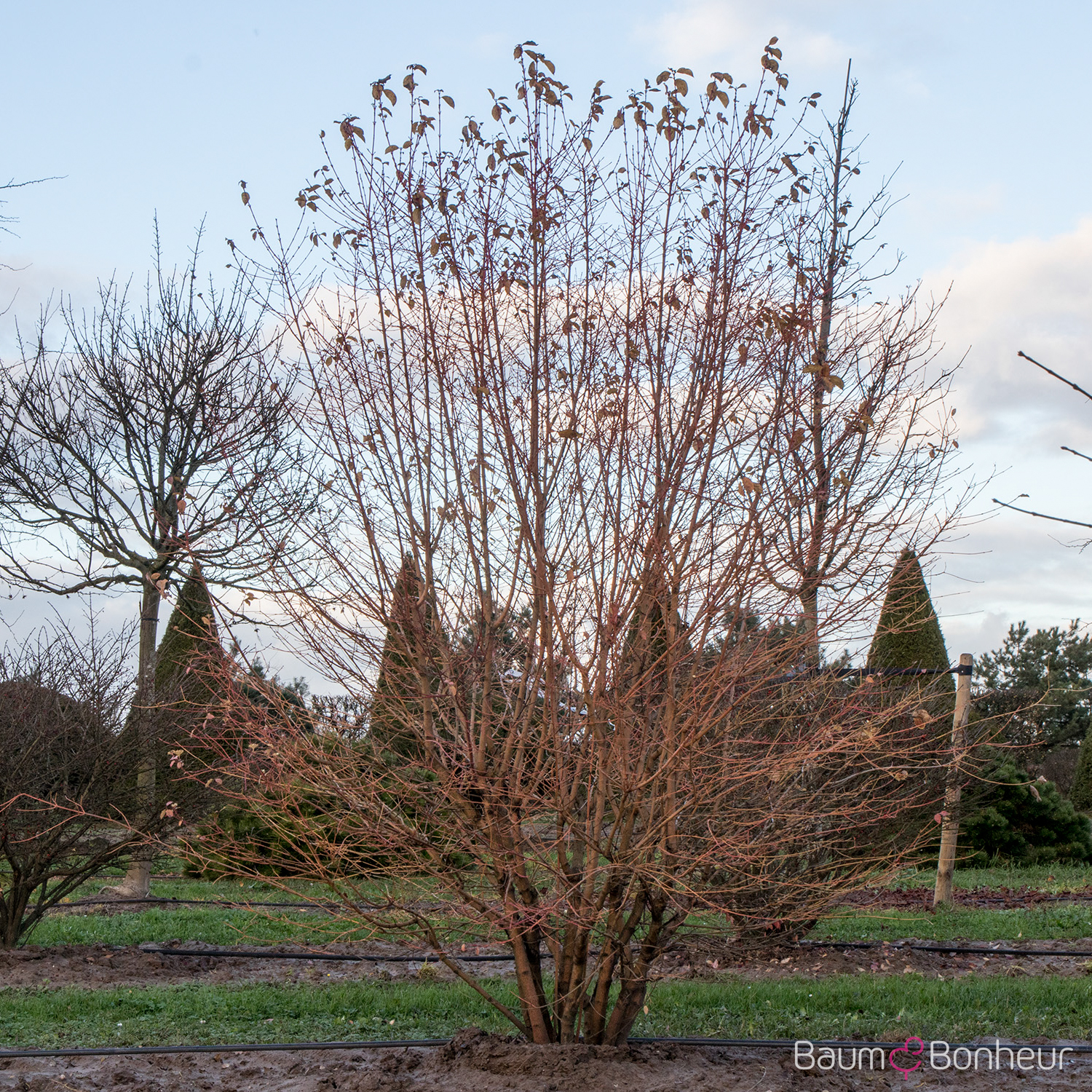Cornus sanguinea 'Winter Beauty'