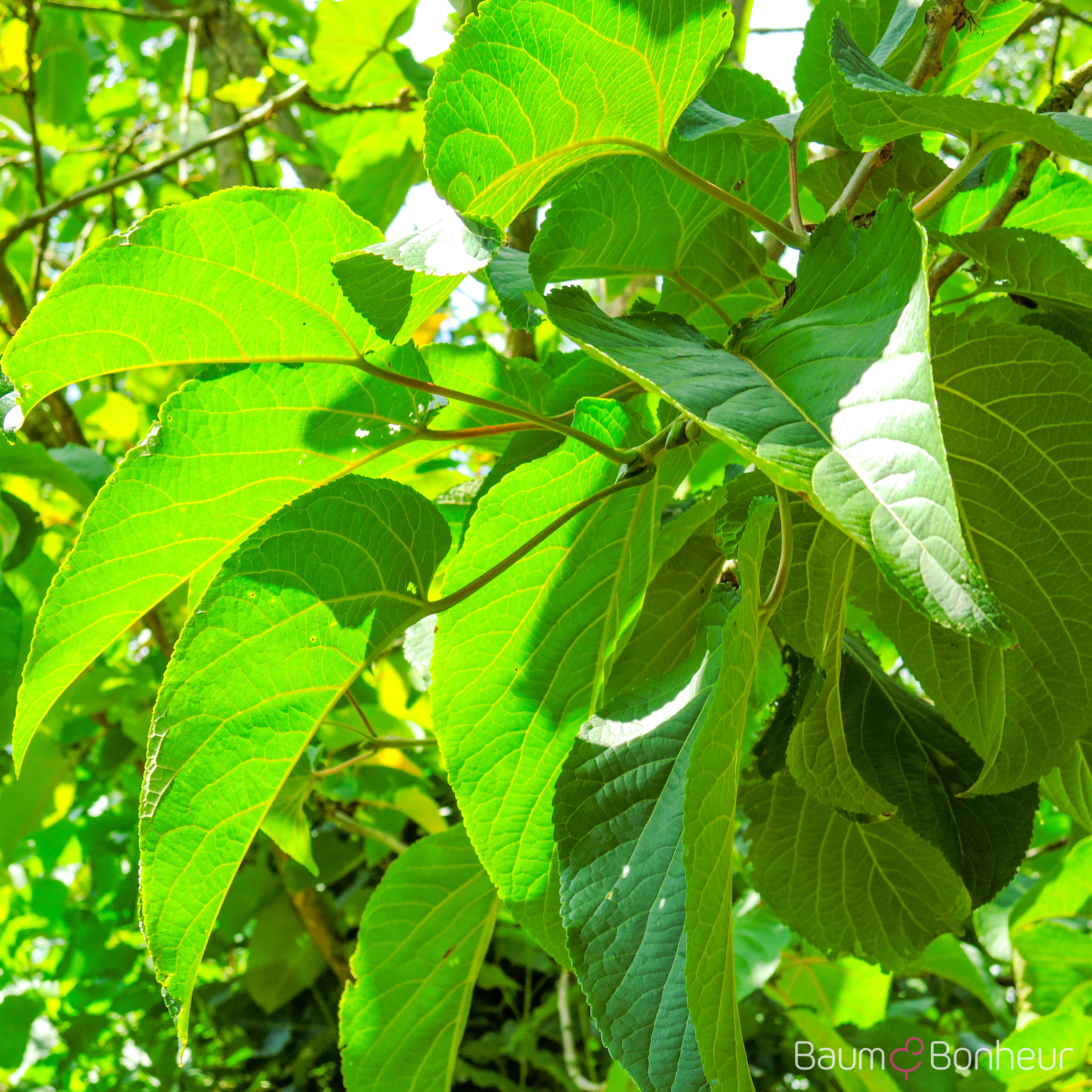 Populus lasiocarpa