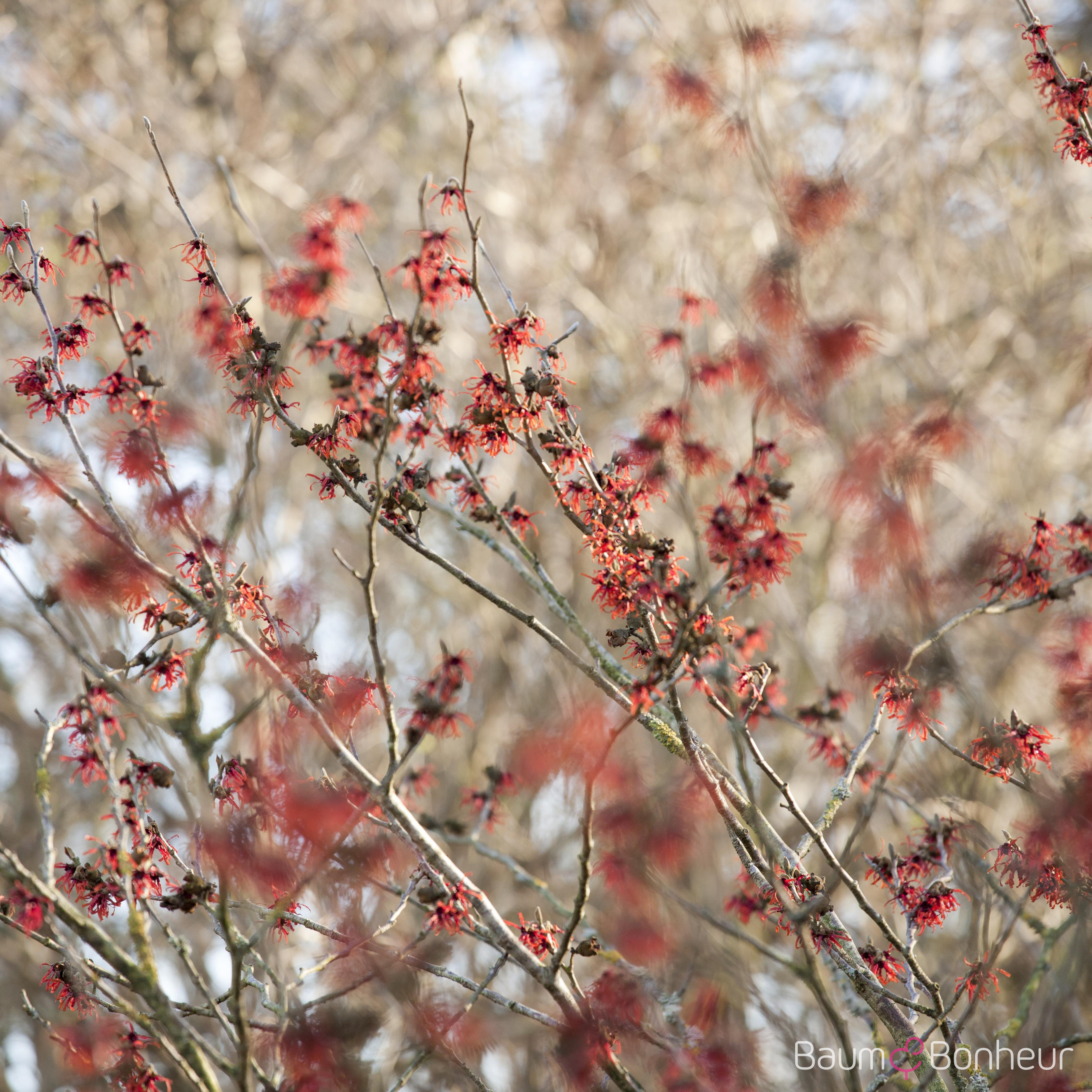 Hamamelis intermedia 'Diane'