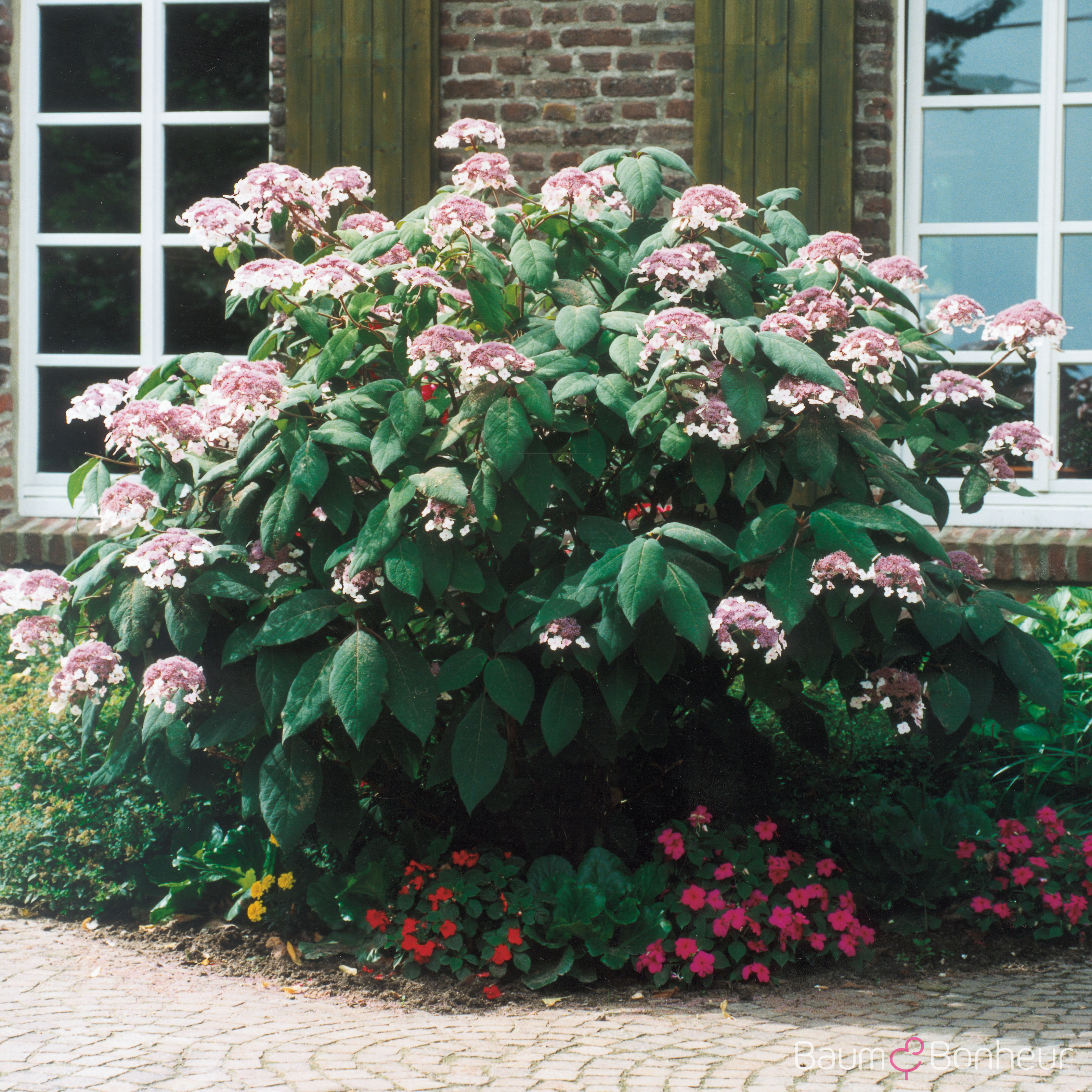 Hydrangea sargentiana