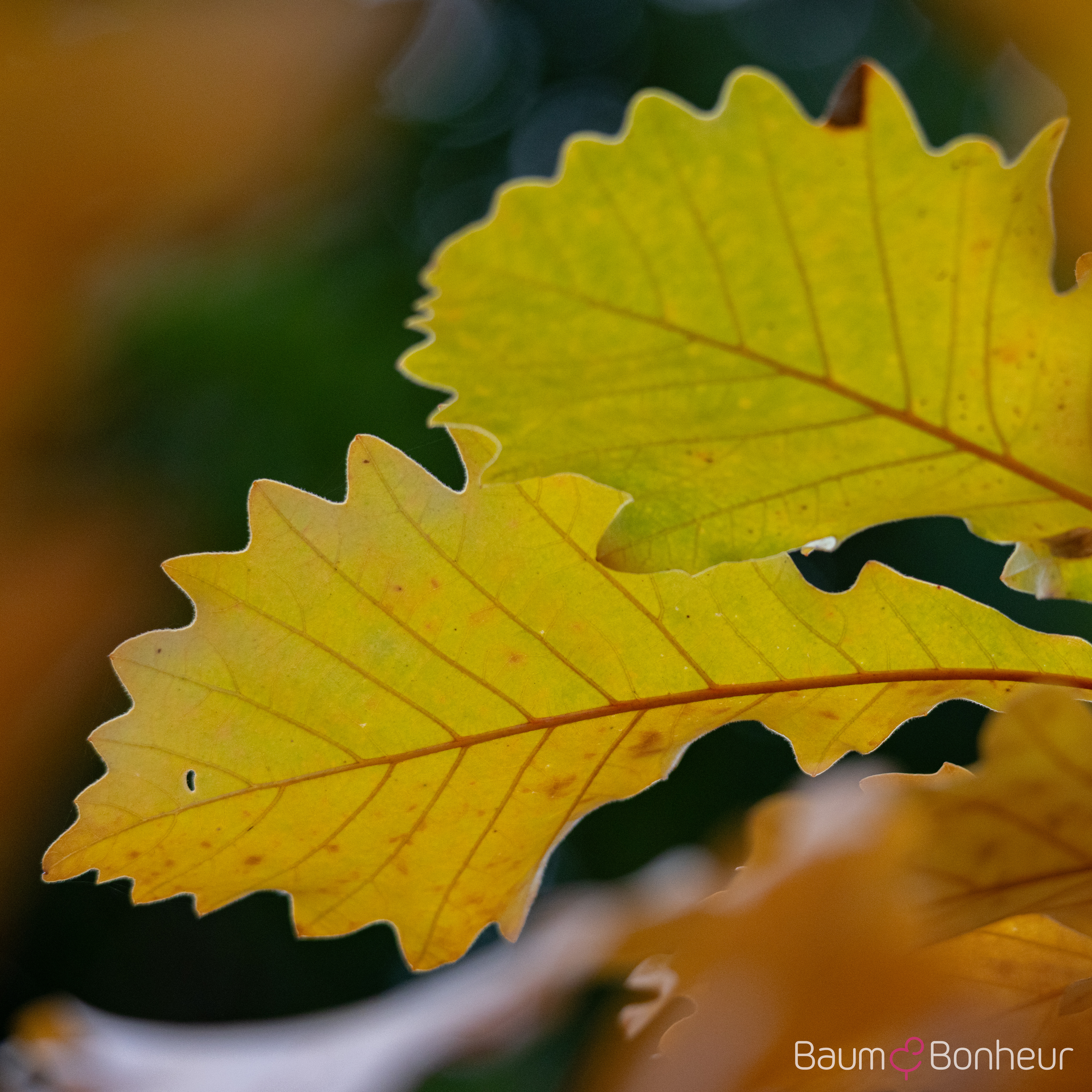 Quercus bicolor