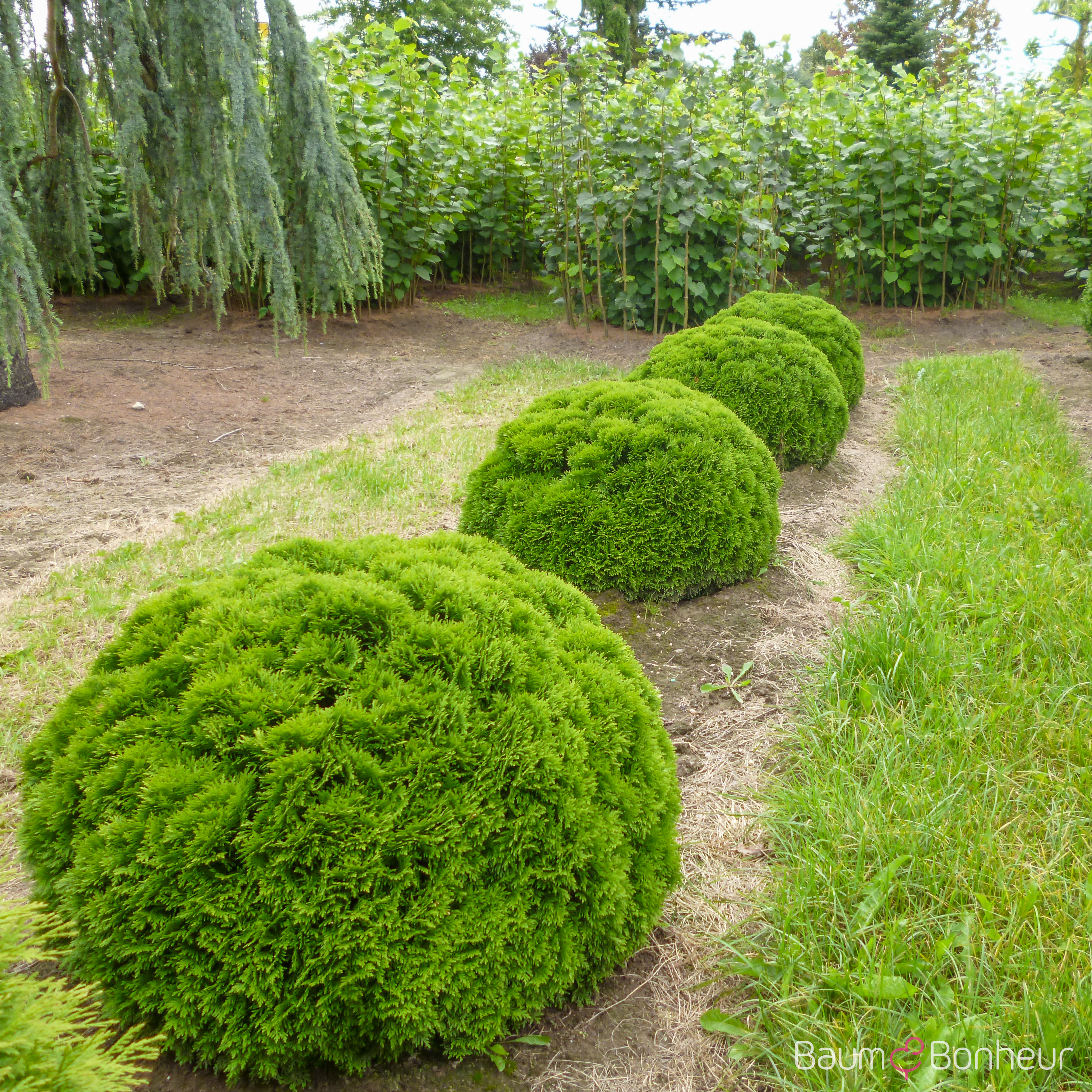 Thuja occidentalis 'Danica'