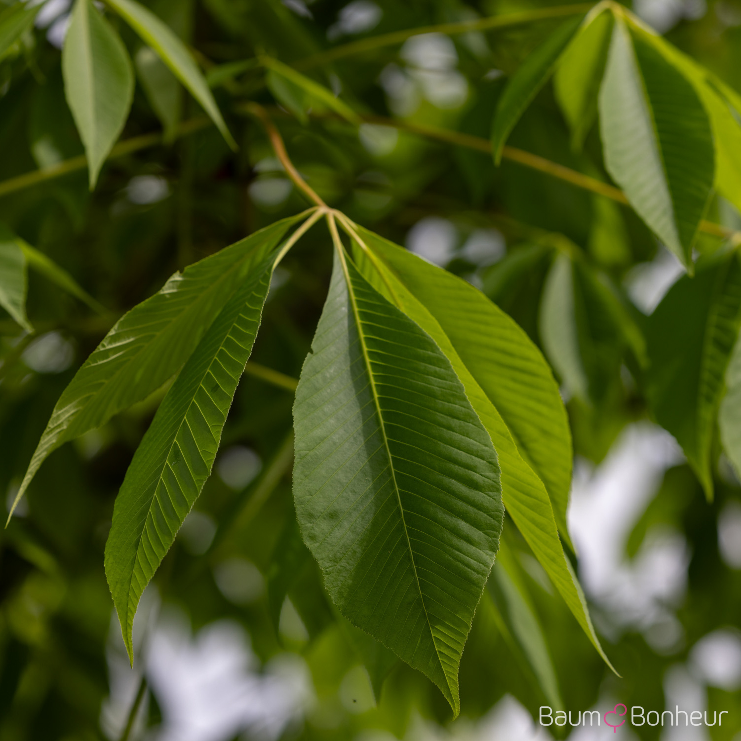 Aesculus flava 'Vestita'