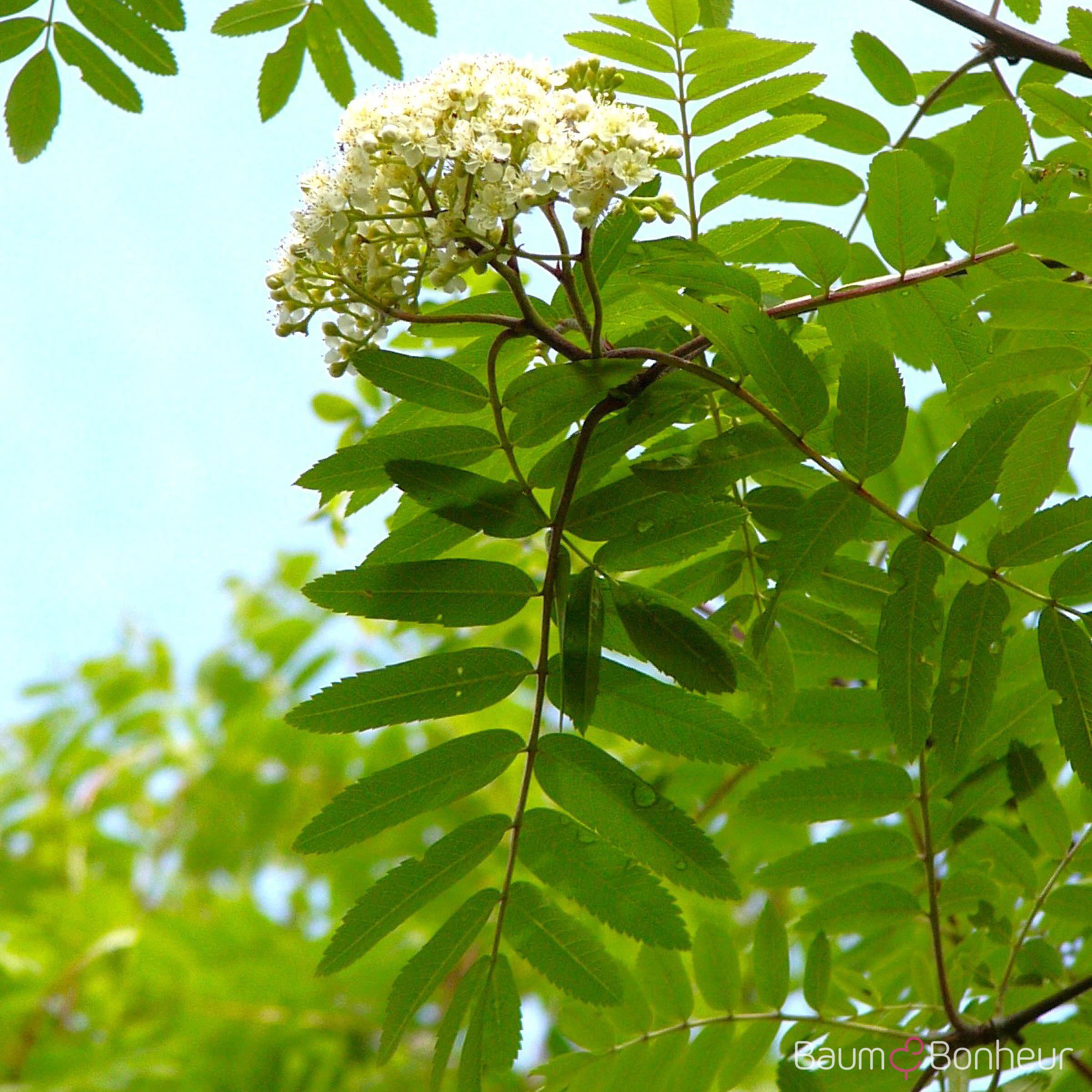 Sorbus aucuparia 'Rossica Major'