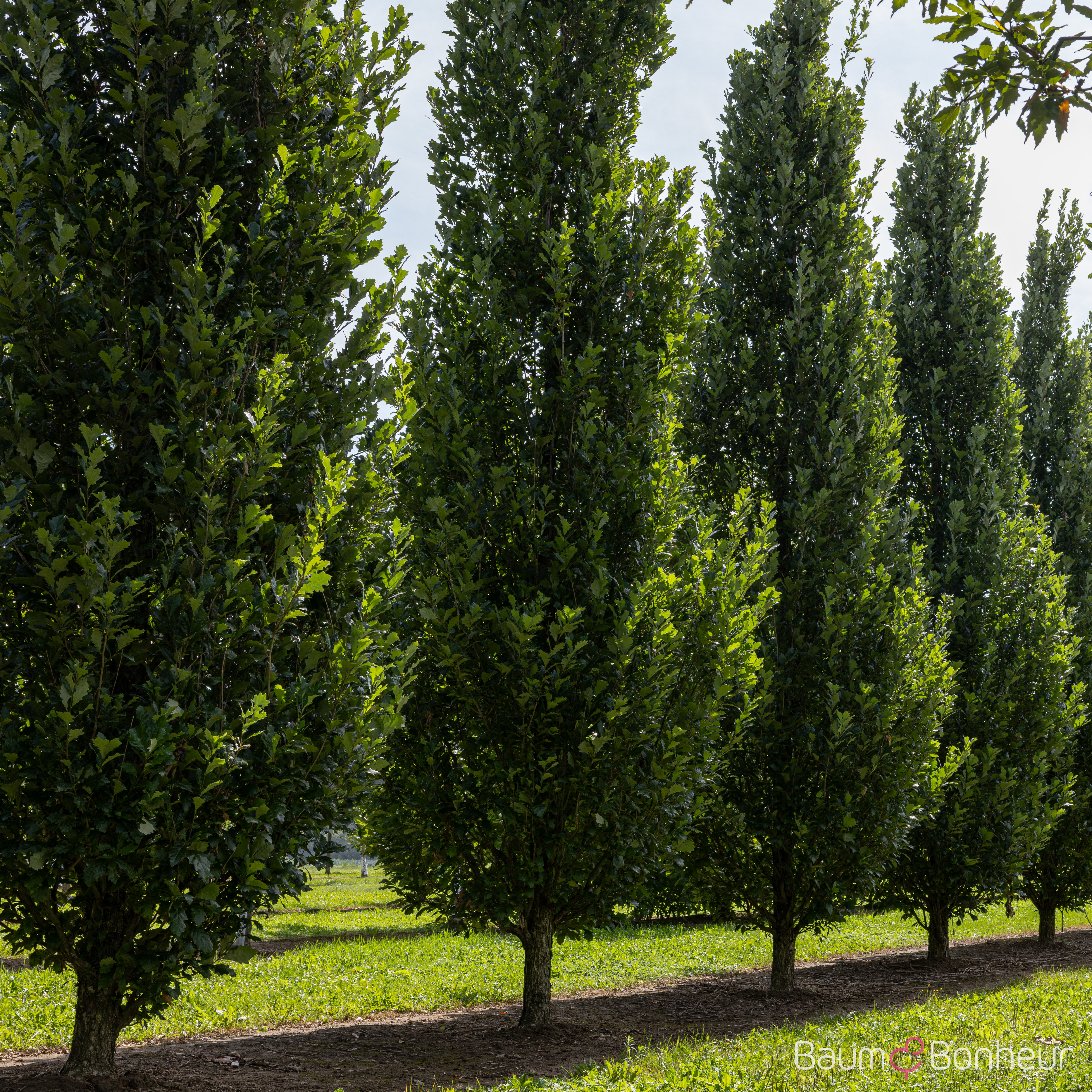 Quercus warei 'Long'