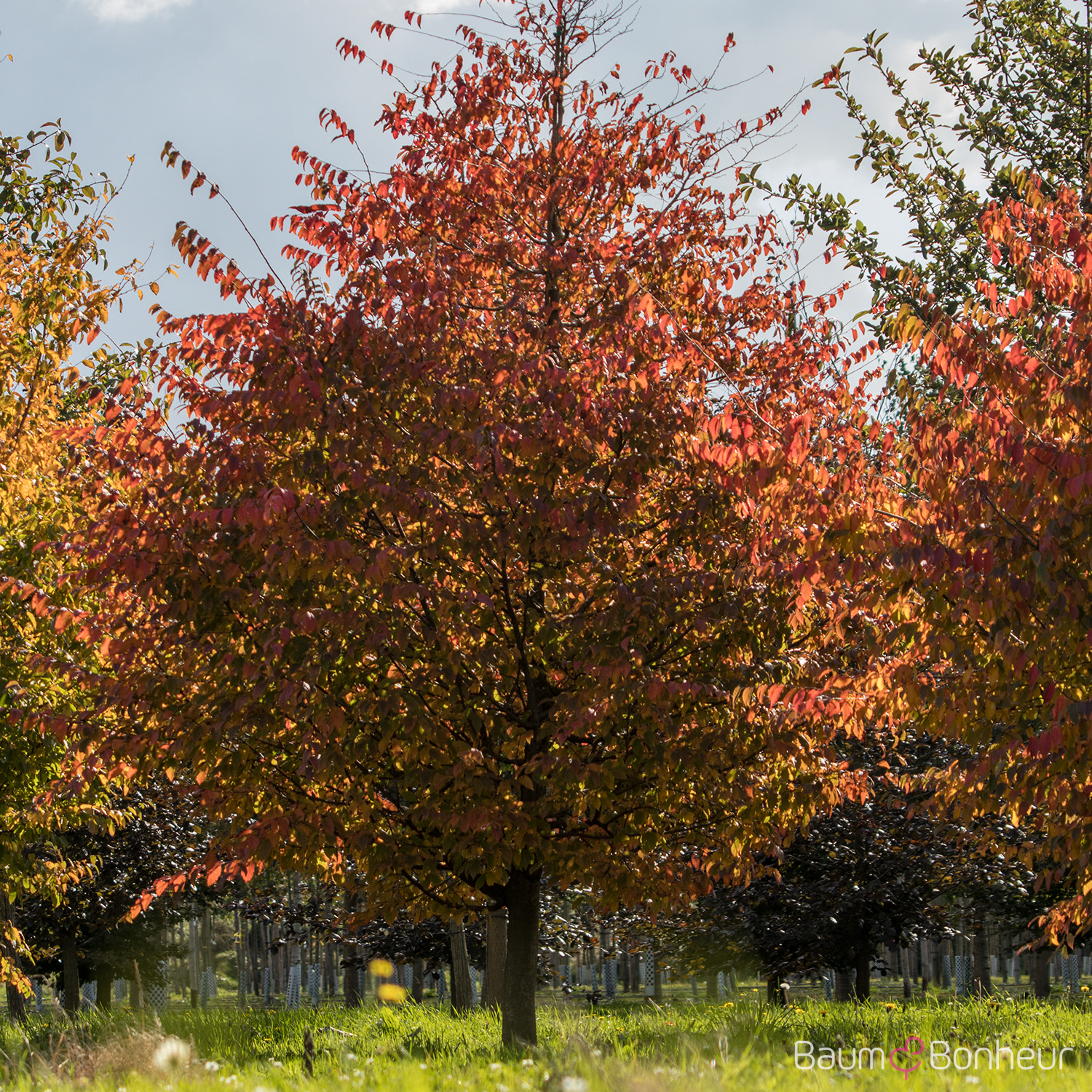 Carpinus caroliniana