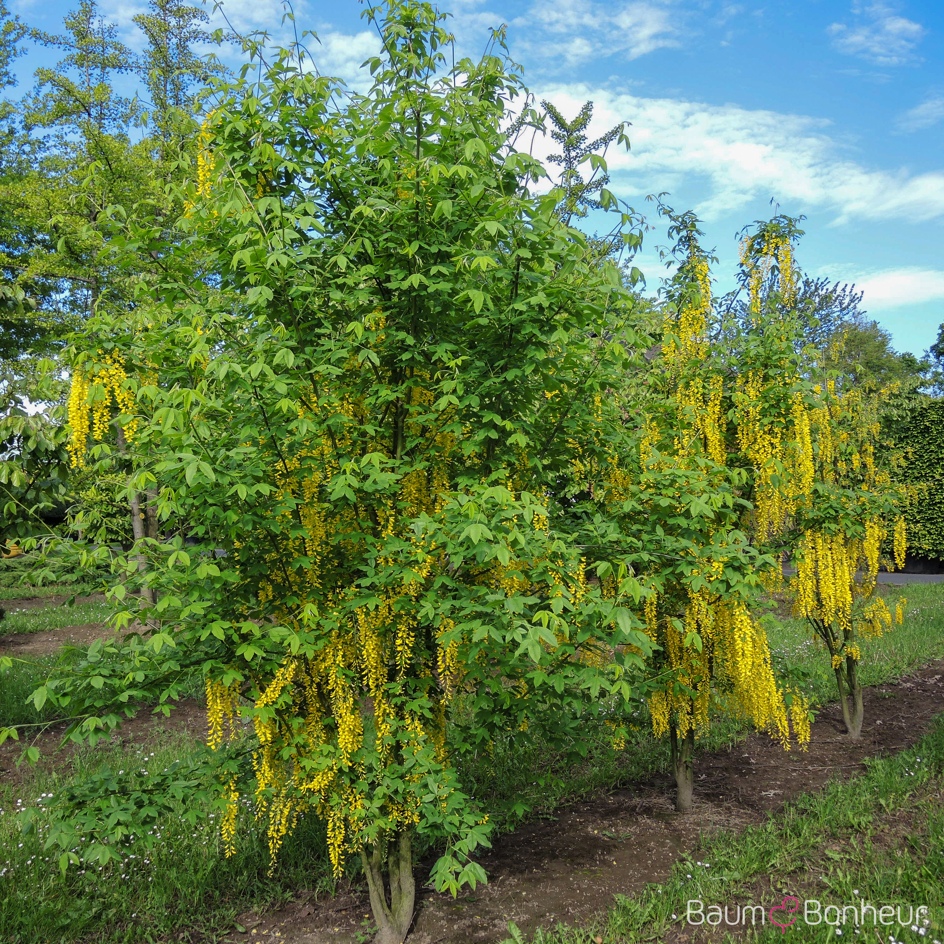 Laburnum x watereri 'Vossii'