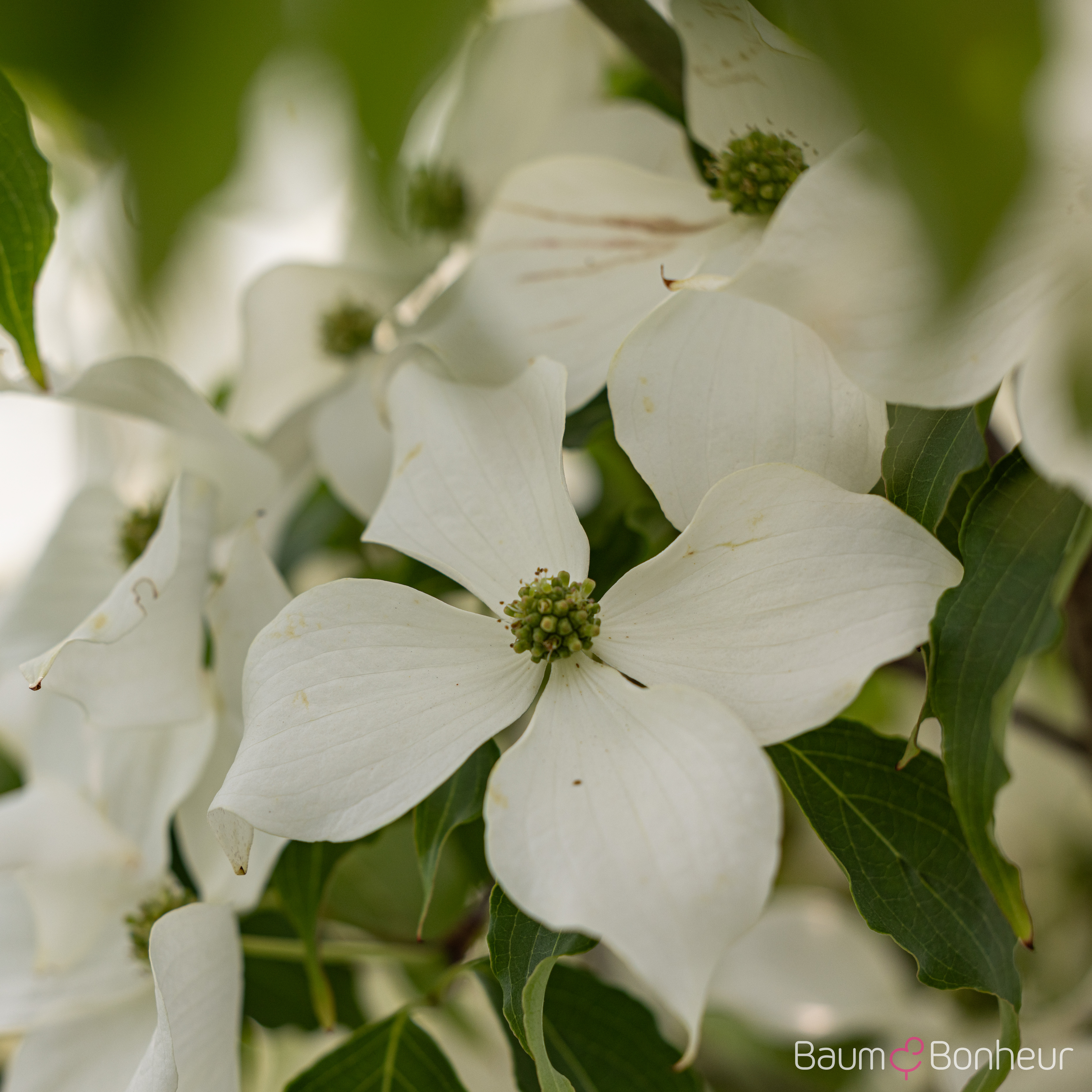 Cornus kousa var. chinensis