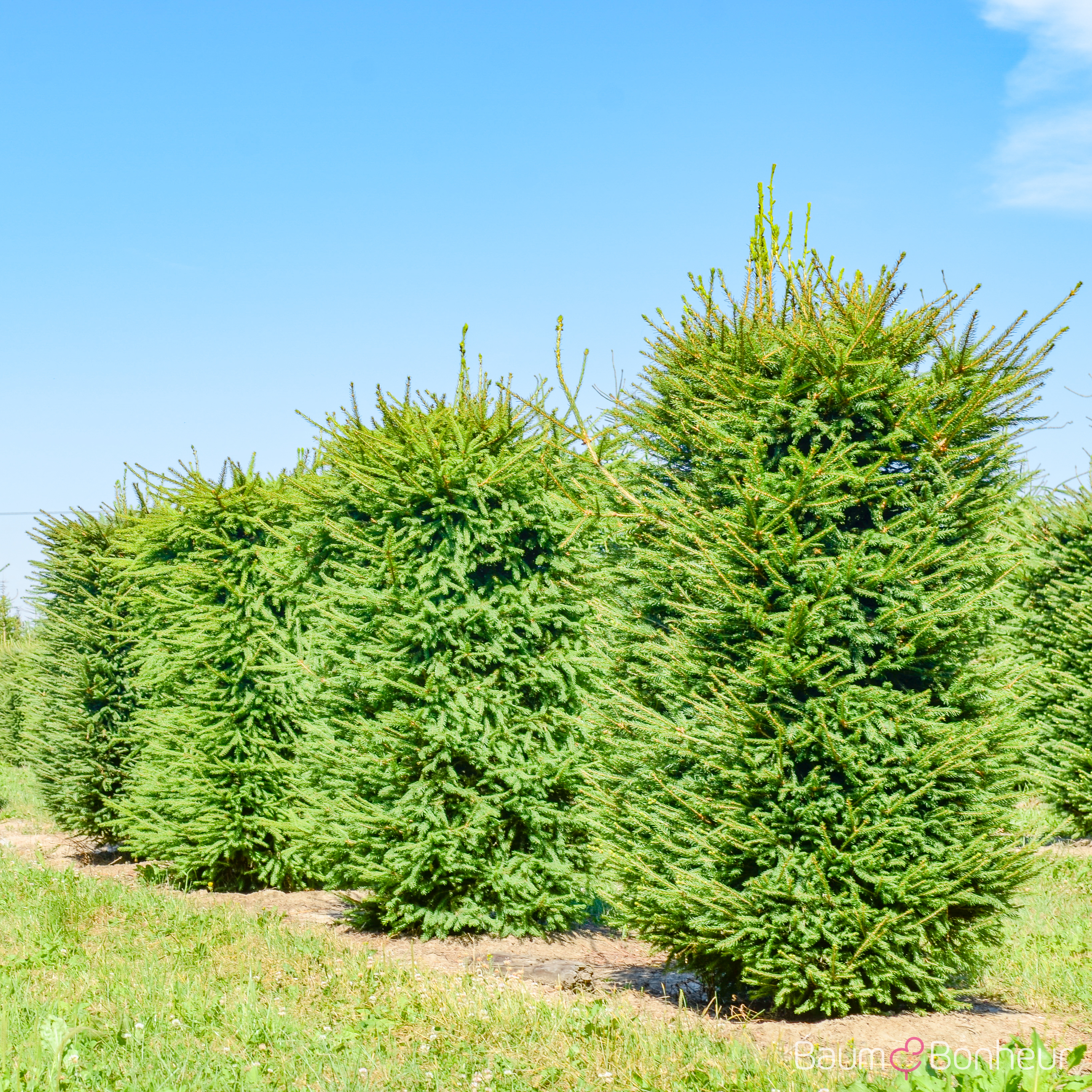 Picea abies