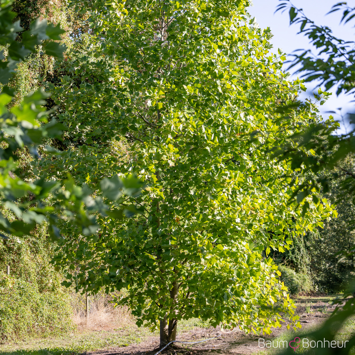Liriodendron tulipifera