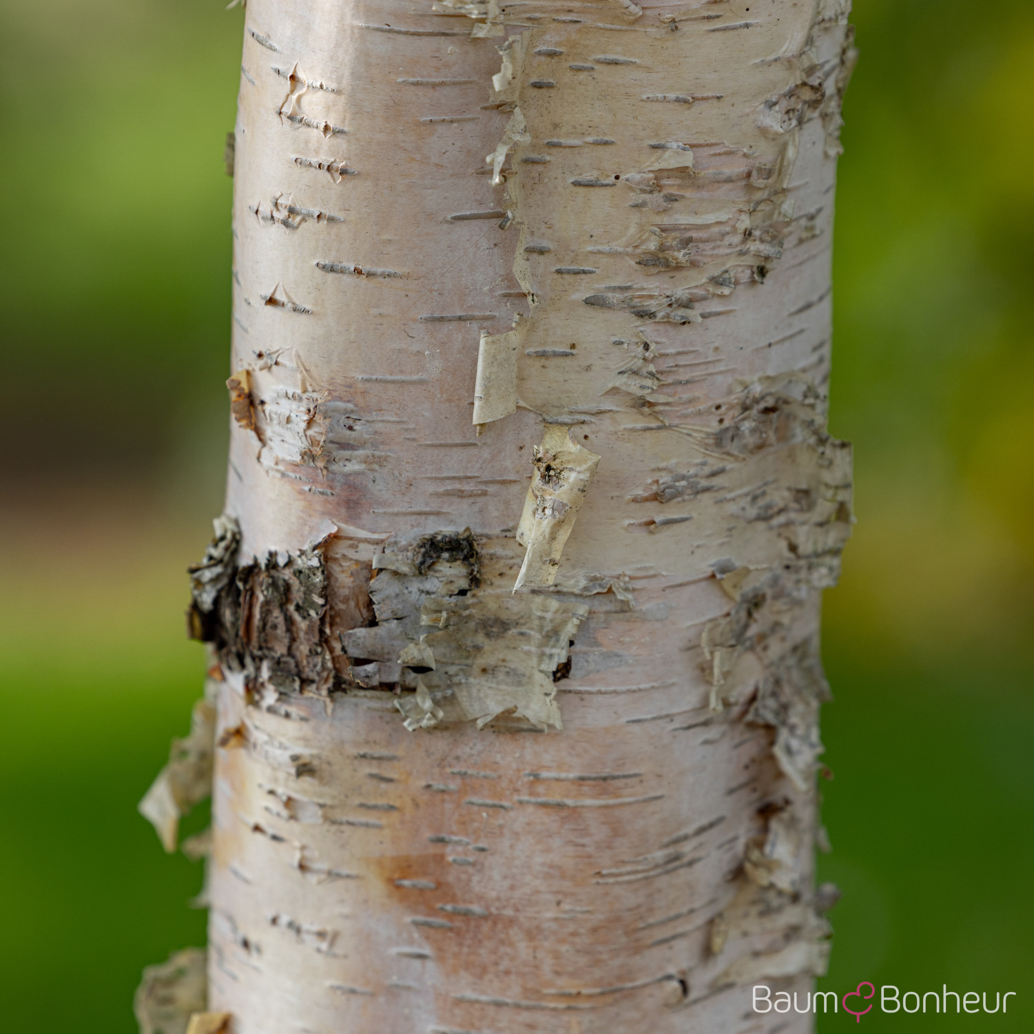 Betula pendula
