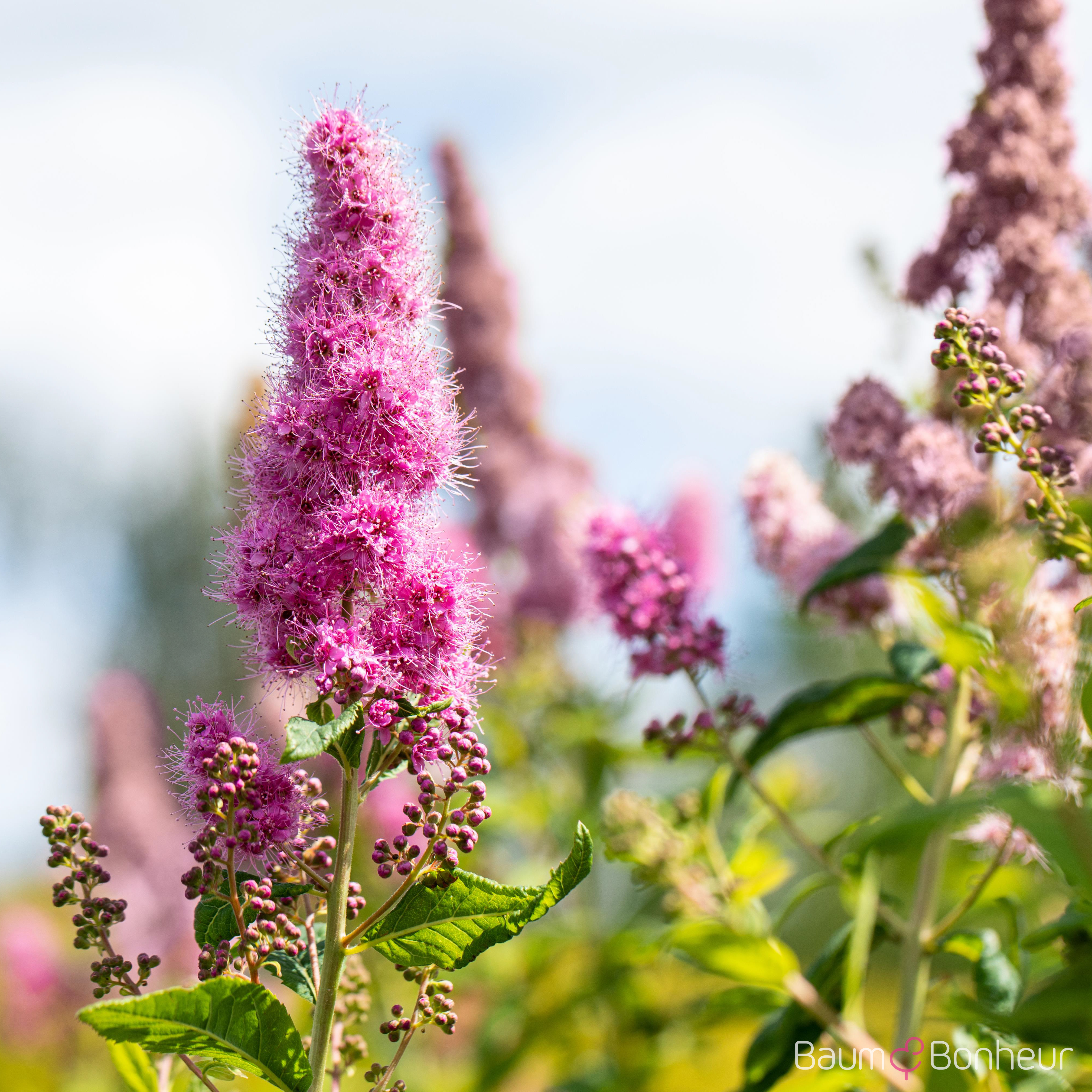 Spiraea billardii 'Triumphans'