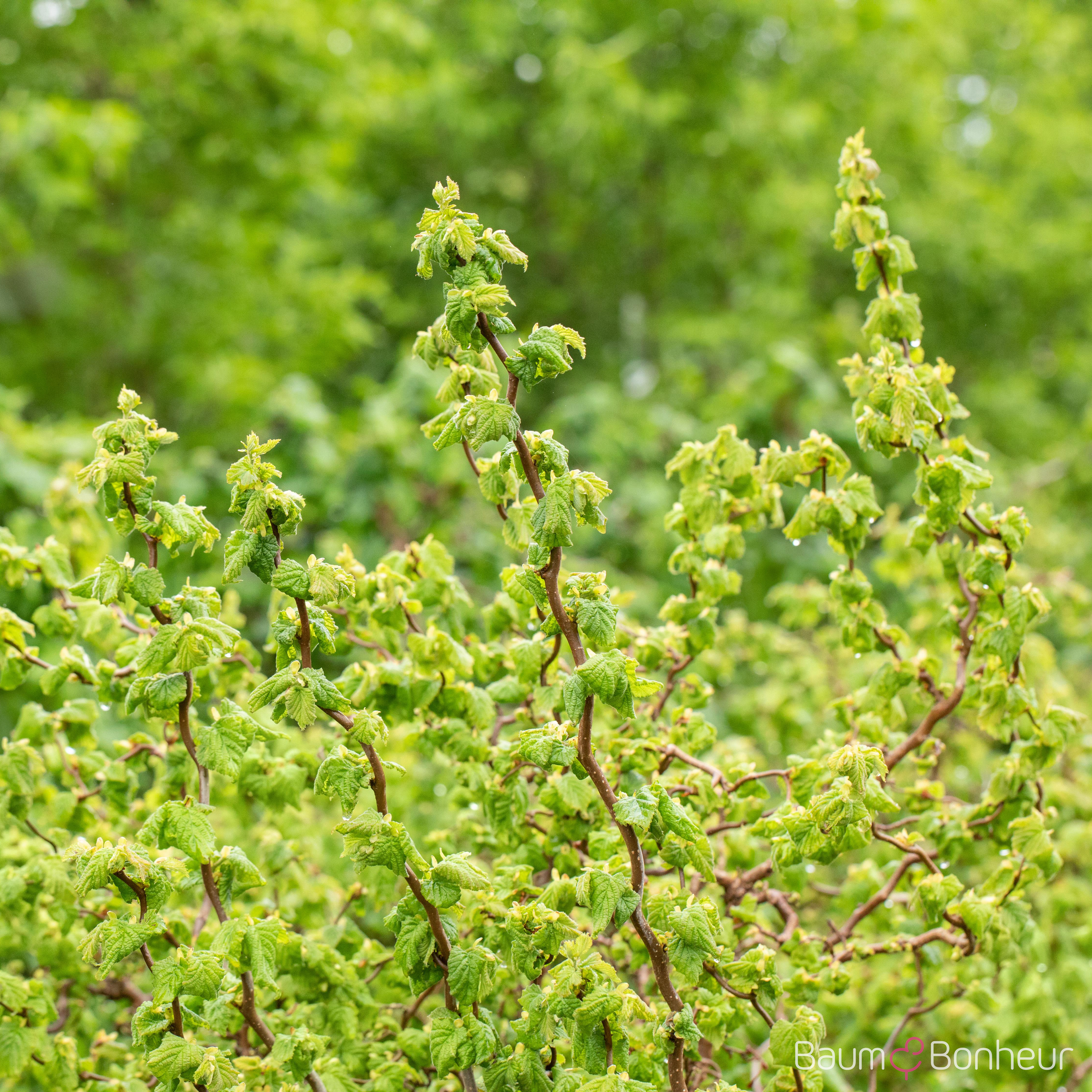 Corylus avellana