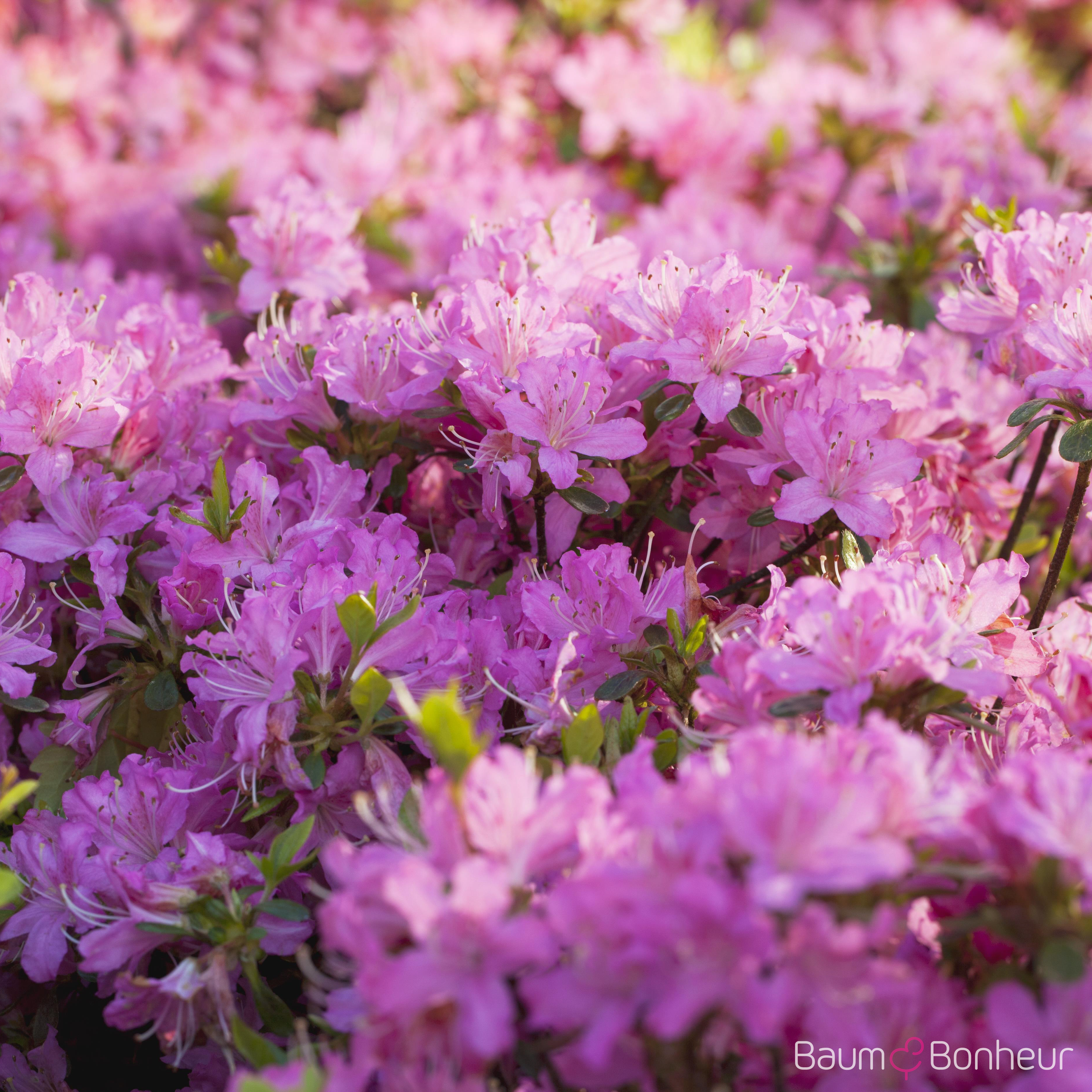 Rhododendron BGA 'Diamant Rosa'®