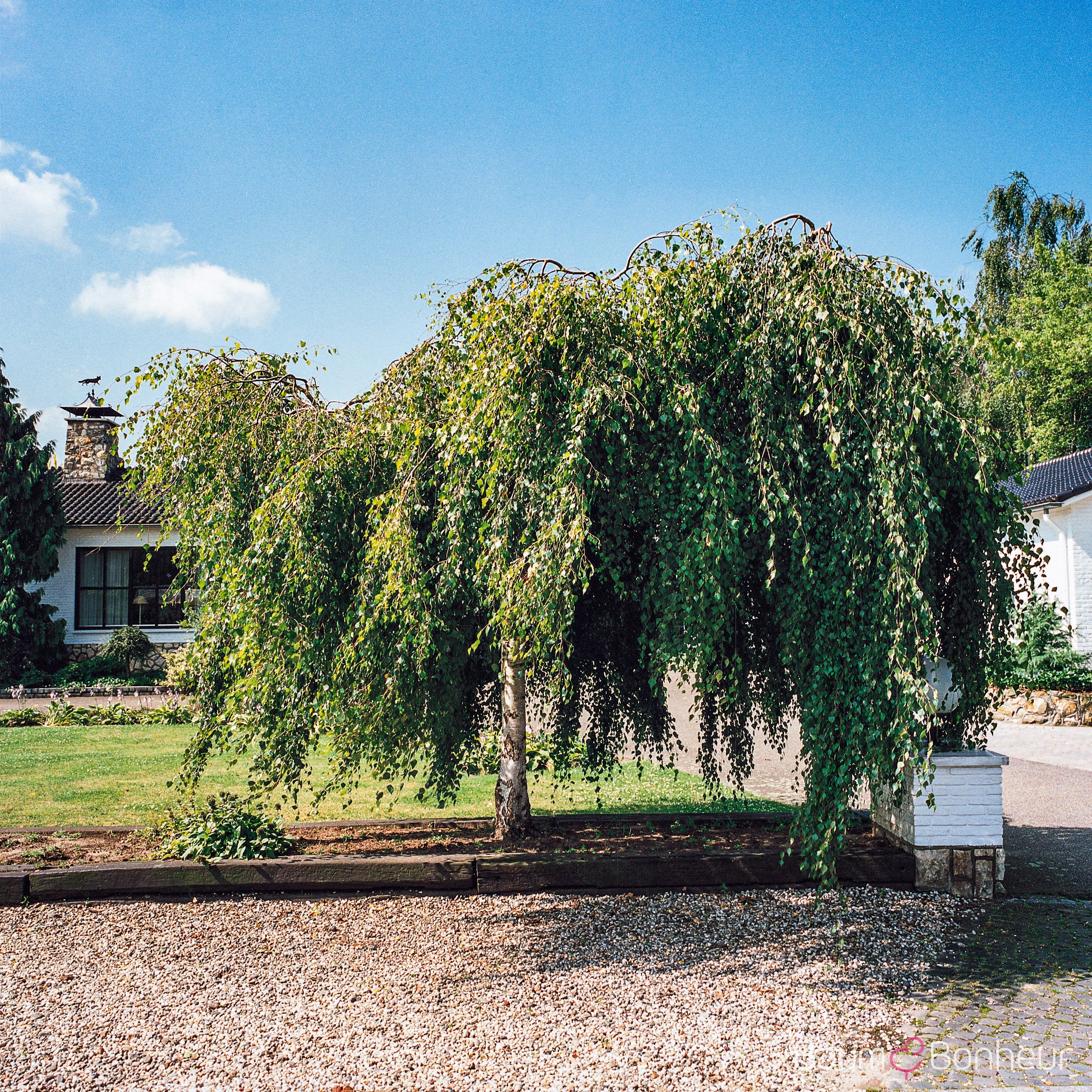 Betula pendula 'Youngii'