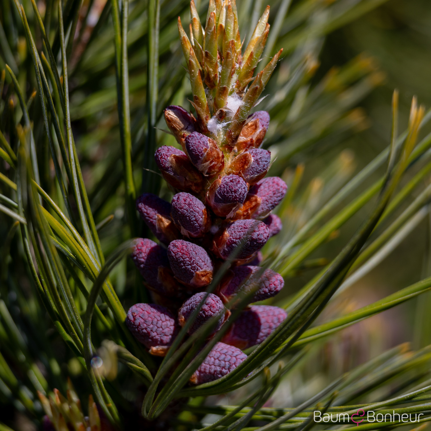 Pinus cembra