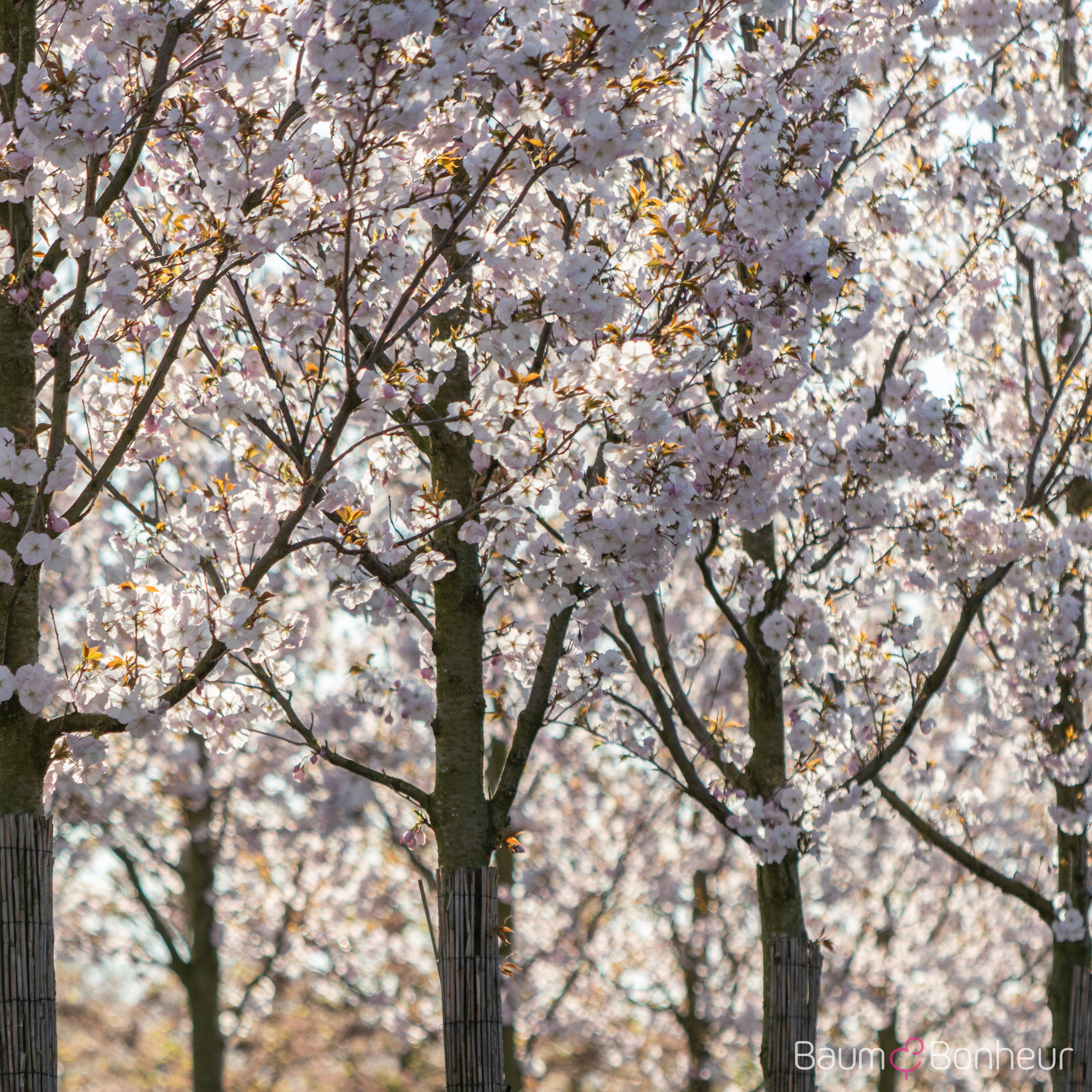 Prunus 'Sunset Boulevard'