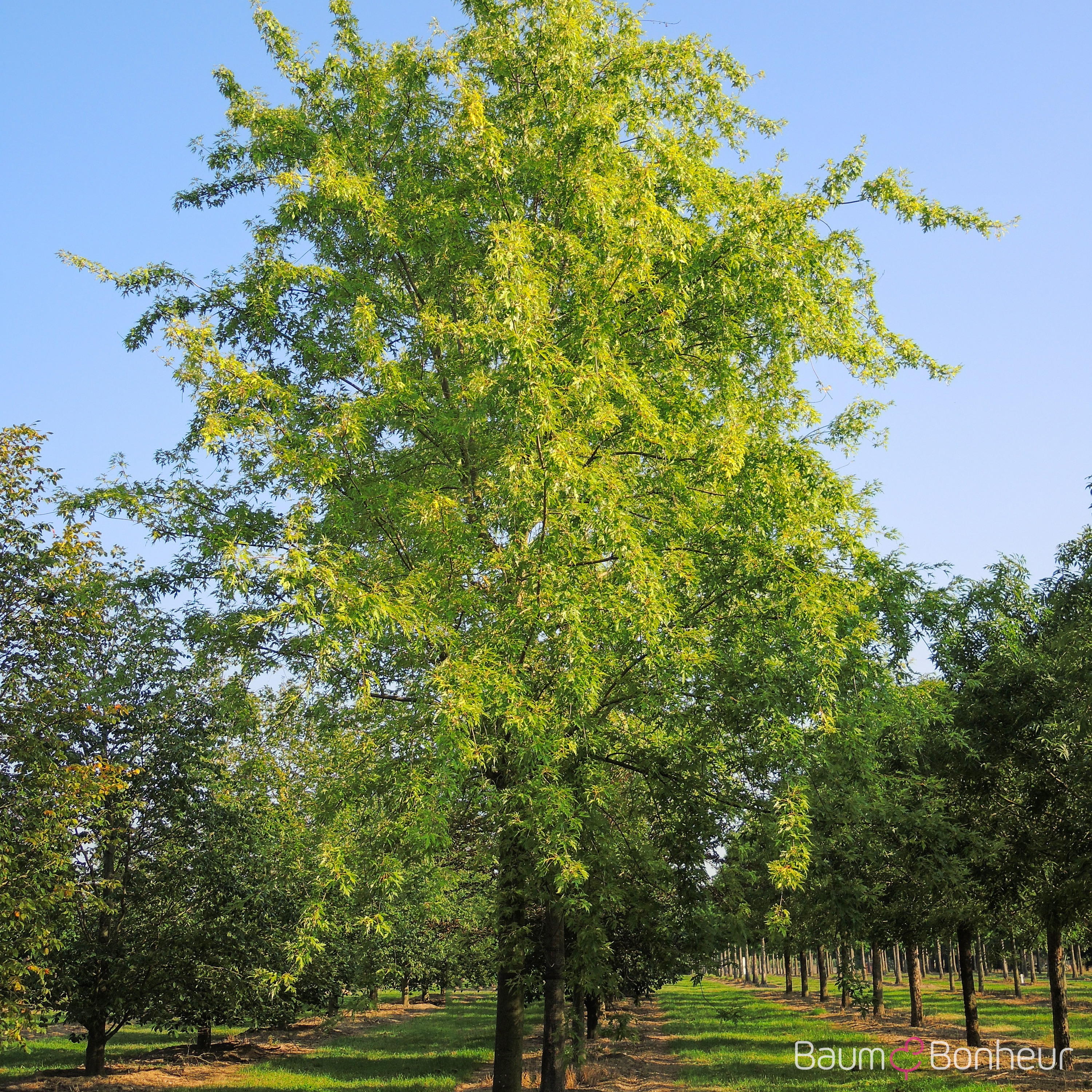 Acer saccharinum 'Laciniatum Wieri'