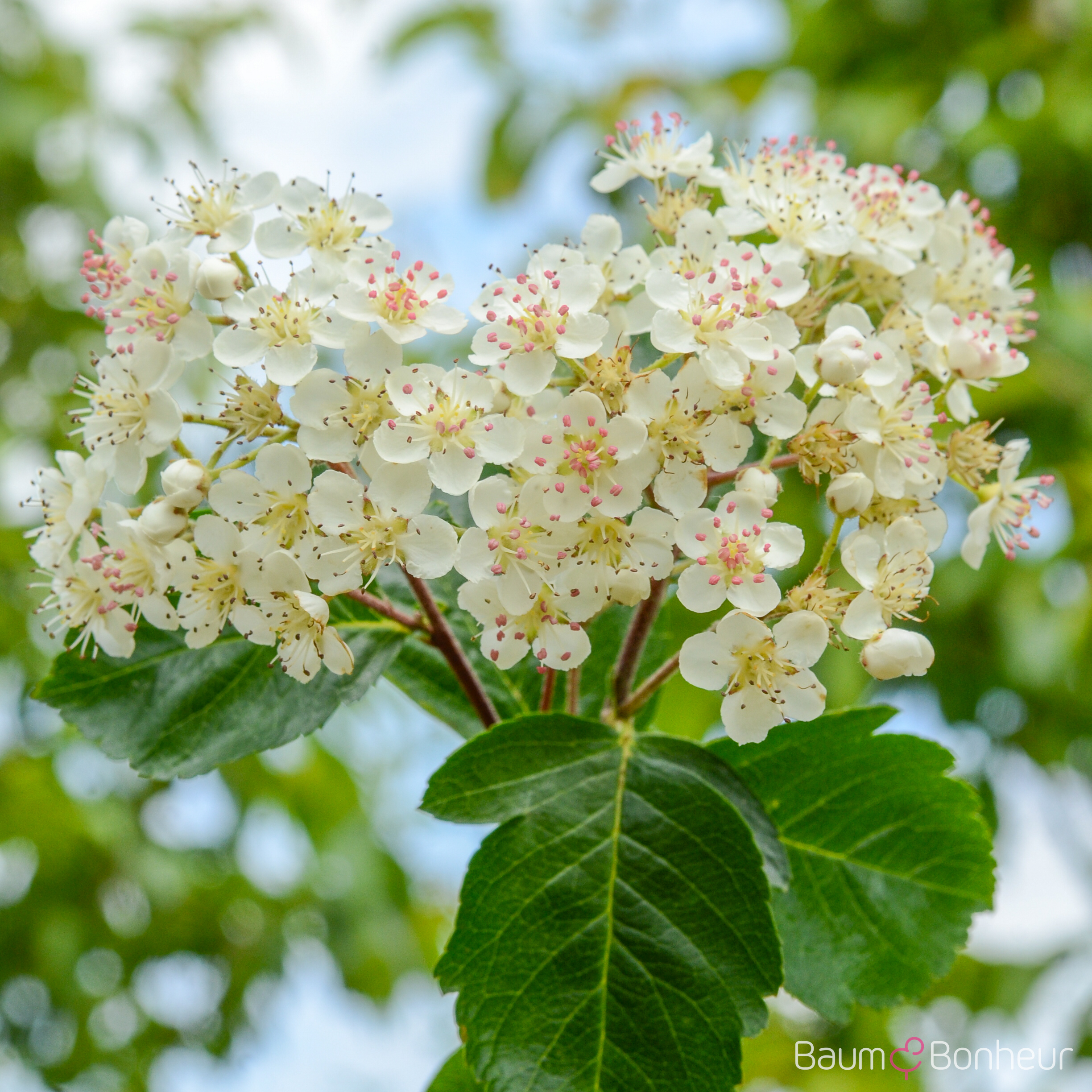 Sorbus hybr. 'Titan'