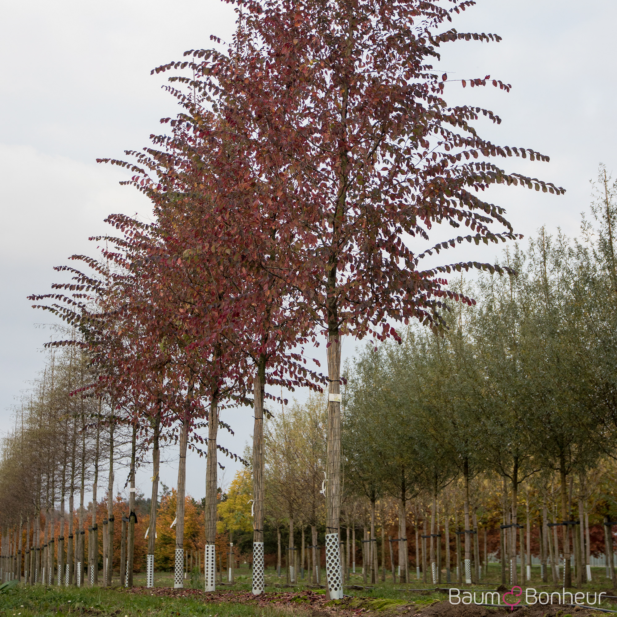 Ulmus 'Frontier'