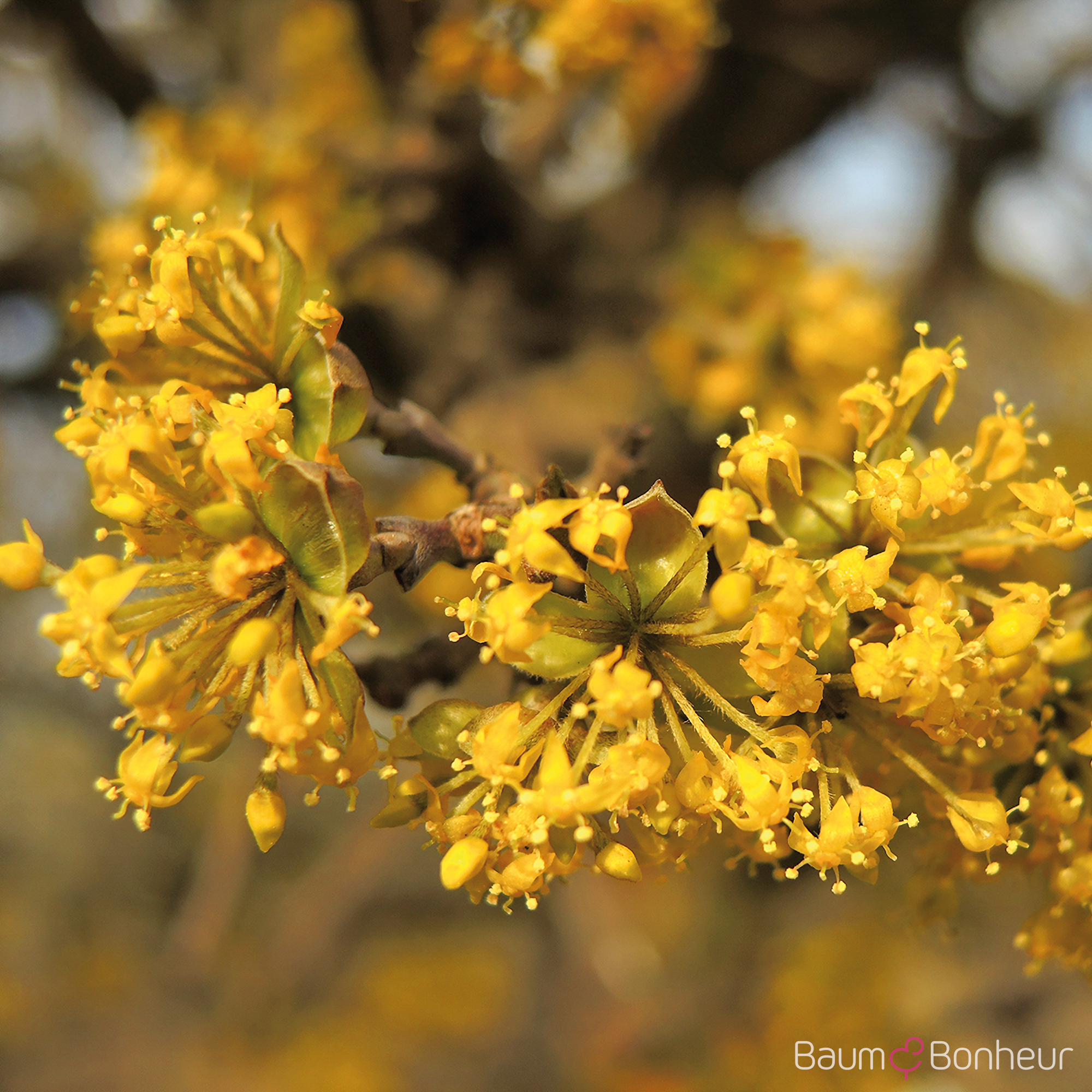 Cornus mas