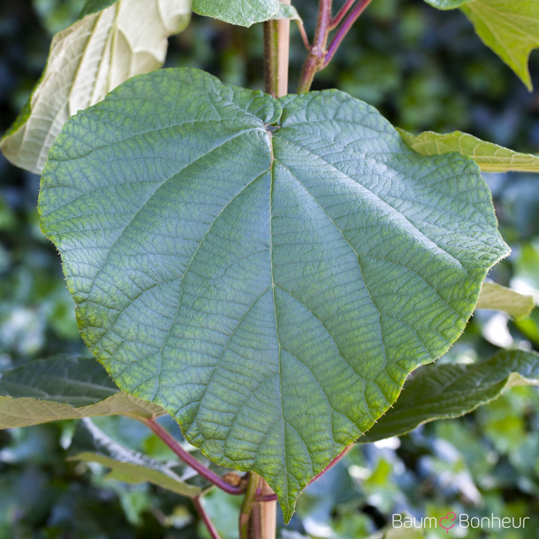 Actinidia chinensis