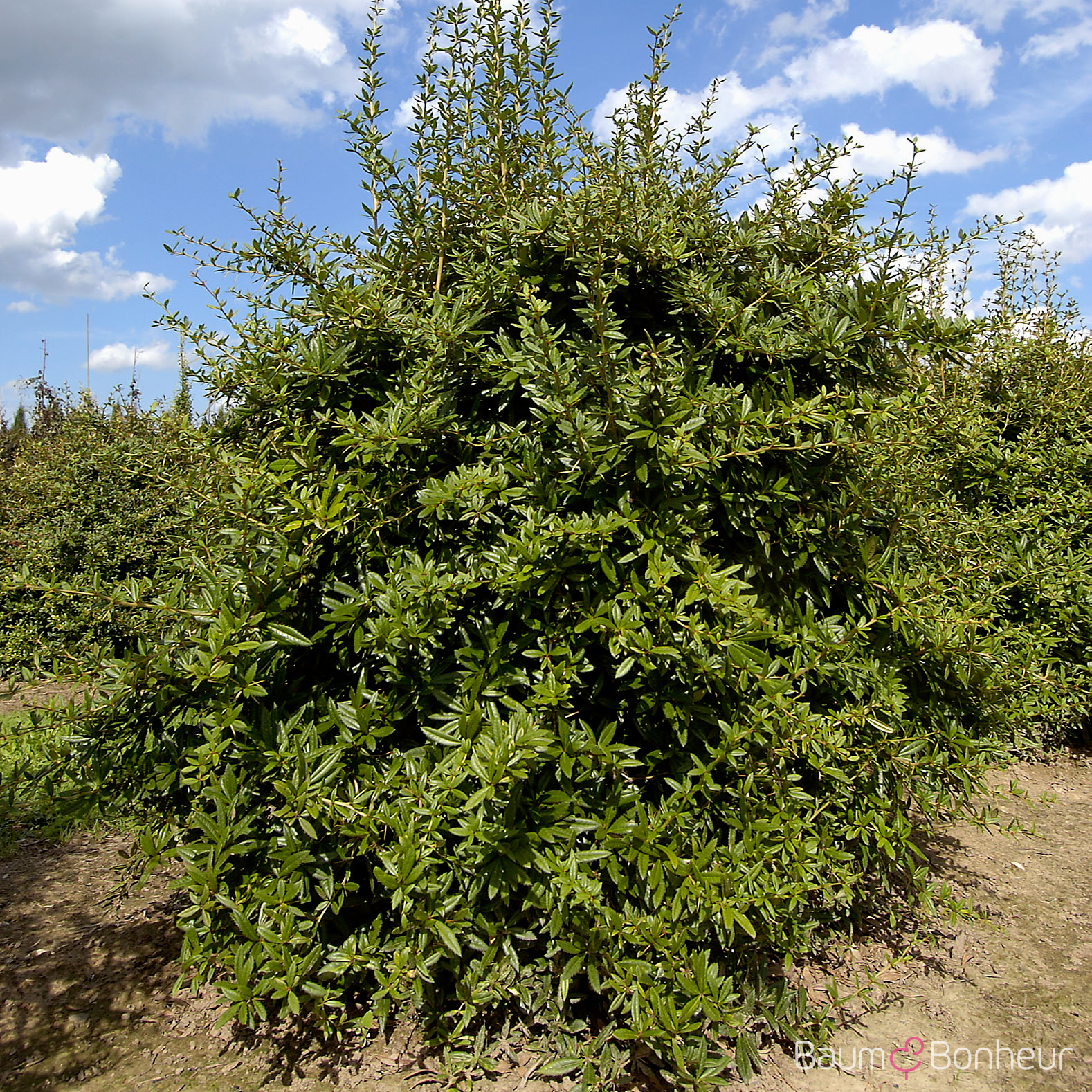 Berberis julianae